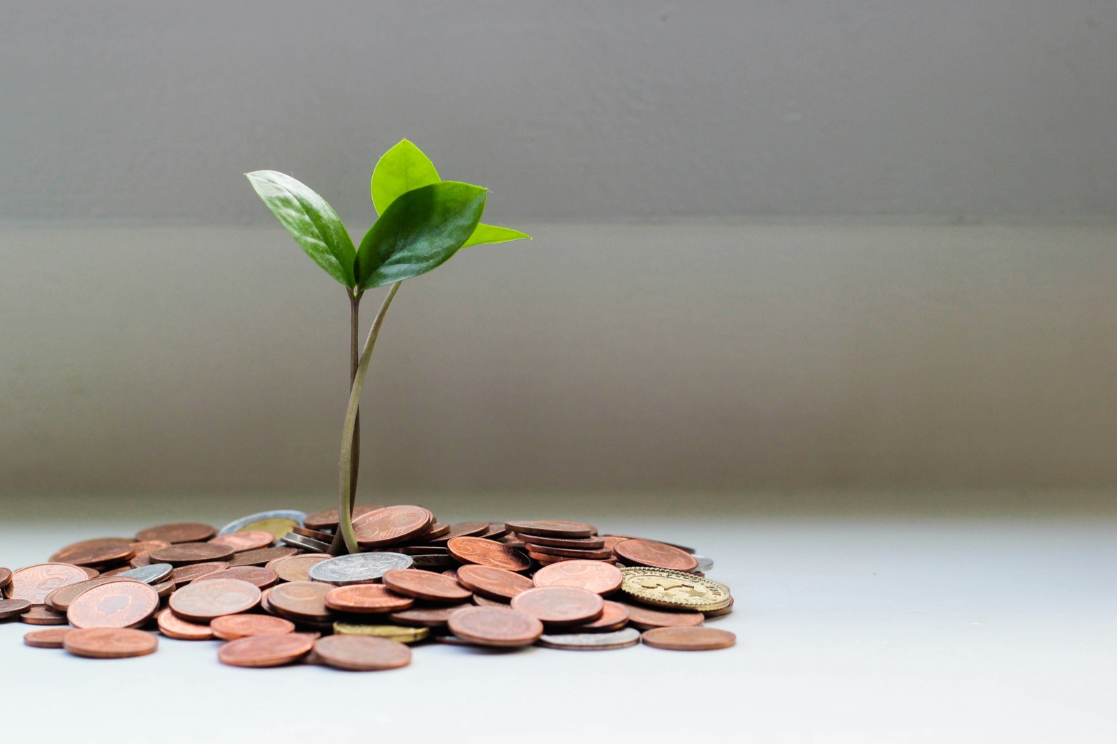 Fidelis Investimentos